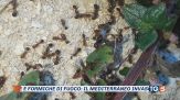 Granchi, zanzare, e spunta un caimano!