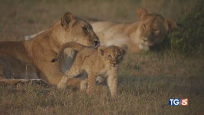 Natale con Mufasa il papà del Re Leone