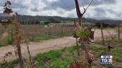 Gusto Di Vino: Vermentino docg