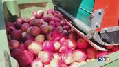 Soffre l'agricoltura Anticipati i raccolti