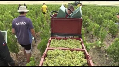 La sfida della vendemmia ultra-precoce nella regione dello Champagne