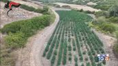 Trovate 4500 piante di cannabis in Sardegna