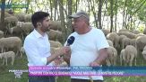 Pastori contro il sindaco: "Vuole multare le nostre pecore"