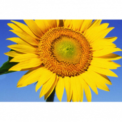 Il Girasole B & B logo