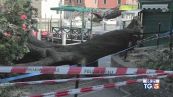 Cade albero a Venezia sfiorata la tragedia