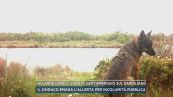 Allarme lupo, il caso di Sant'Ambrogio sul Garigliano