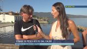 Strage di pesci uccisi dal caldo