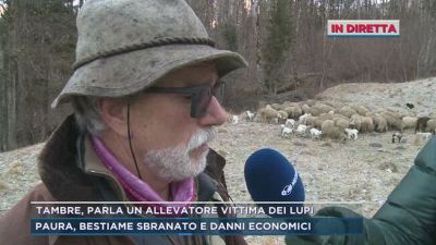 Tambre, parla un allevatore vittima dei lupi