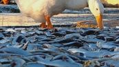 Altro che granchio blu, una specie aliena minaccia la laguna di Venezia