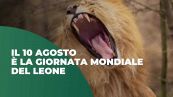 Il 10 agosto è la Giornata mondiale del leone