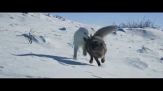 "Kina e Yuk", Benedetta Rossi racconta il viaggio di due volpi polari