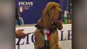 Aveva salvato 9 dispersi, polpette con chiodi al cane eroe Bruno