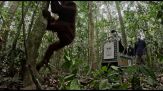 Indonesia, rilasciati nella foresta otto onanghi salvati dagli incendi