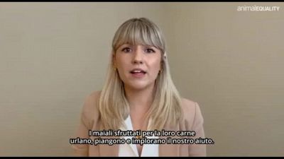 "Odore di morte", Animal Equality denuncia abusi sui maialini in GB
