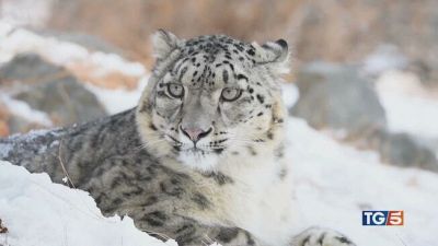 Leopardi e coccodrilli specie da proteggere