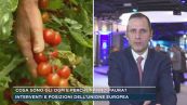 Cosa sono gli Ogm e perchè fanno paura?