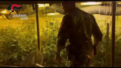 Scoperta dai Carabinieri una piantagione sotterranea di marijuana