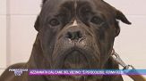 Azzannata dal cane del vicino: "È pericoloso, fermatelo"