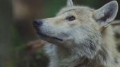 Lupi in città, ultimo avvistamento a San Miniato