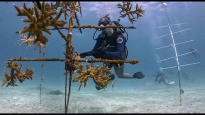 A caccia di coralli resistenti al surriscaldamento climatico
