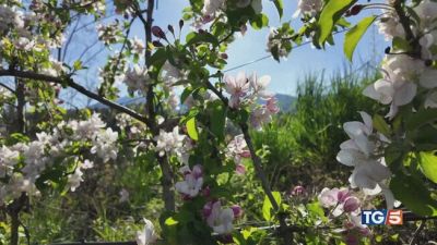 Pioggia, vento e meleti in fiore