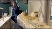 Francia, esposte le ossa di un Camarasaurus, parente del Diplodoco