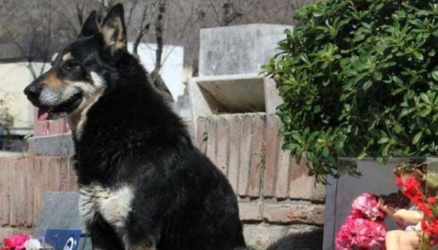 La storia di Capitàn, il cane che ha vegliato per dieci anni la tomba ...