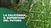 La salicornia il superfood del futuro