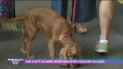 Cani e gatti in aereo, nuove regole per viaggiare in cabina