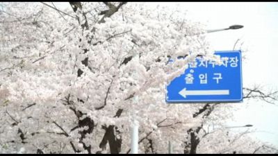 A Seul, la festa dei ciliegi in fiore dà il via alla primavera