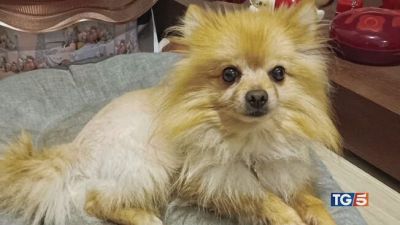 Se avete un cuore restituitele Maui!
