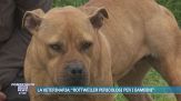 La veterinaria: "Rottweiler pericolosi per i bambini"