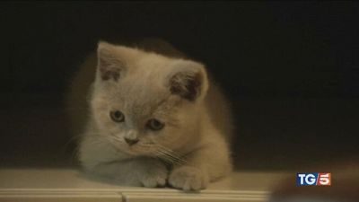 Cuccioli sotto l'albero amici per tutta la vita