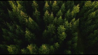 #RigeneraBoschi, progetto di Sorgenia a tutela delle foreste