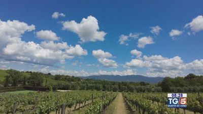 Gusto di Vino: lo Chardonnay