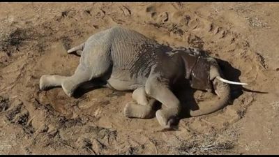 Misteriosa strage di elefanti in Kenya: muoiono in pochi giorni