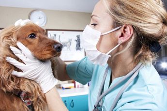 Ambulatorio Veterinario Tudini Dott.ssa Monica Cura dei cani Monica Tudini