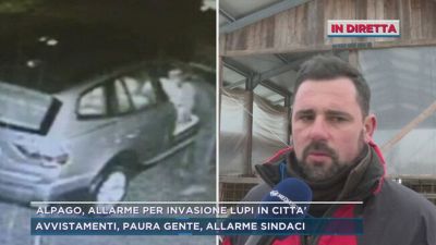 Tambre, parla un allevatore vittima dei lupi