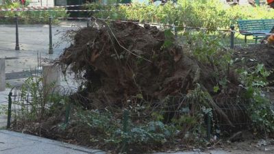 Incuria in periferia ma anche in città, 3 feriti per il crollo di un albero