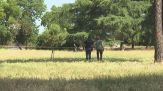 Donna e neonata trovate morte, orrore nel parco di Roma
