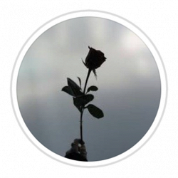 Black Roses di Caterina Galuppo logo