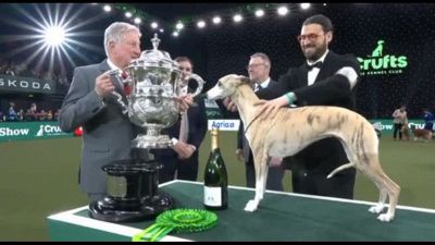 Un cane italiano vince per la prima volta la mostra canina Crufts