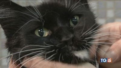 Irresistibili gatti liberi e affettuosi