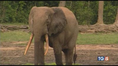 Carestia in Namibia è strage di animali