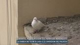 Taranto, alleva piccioni sul terrazzo, denunciato