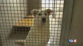 Il cane amico inseparabile!