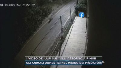 I video dei lupi sui colli attorno a Rimini