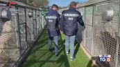 Reati contro animali carcere e maxi multe