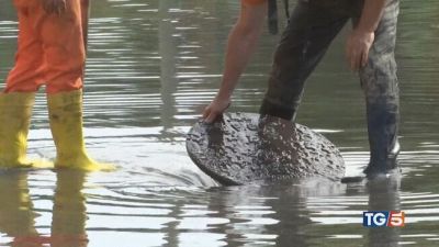 Pioggia e allagamenti ricerche senza sosta
