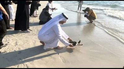Ad Abu Dhabi rilasciate in mare 50 tartarughe marine